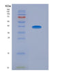 SDS-PAGE analysis of Human SLAMF1 (Signaling Lymphocytic Activation Molecule) - Recombinant Protein, showing >90% purity under 15% SDS-PAGE (Reduced)