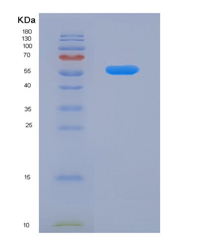 SDS-PAGE analysis of Mouse Interleukin-12/IL-12 - Recombinant Protein, showing >85% purity under 15% SDS-PAGE (Reduced)