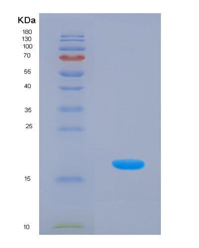 SDS-PAGE analysis of Mouse Ptn (Pleiotrophin) - Recombinant Protein, showing >90% purity under 15% SDS-PAGE (Reduced)