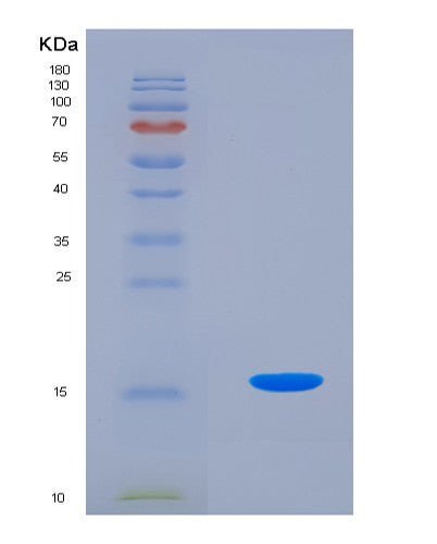 SDS-PAGE analysis of Human BMP7 (Bone Morphogenetic Protein 7) - Recombinant Protein, showing >90% purity under 15% SDS-PAGE (Reduced)