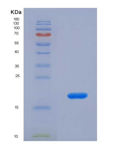 SDS-PAGE analysis of Human LTF (Lactotransferrin) - Recombinant Protein, showing >90% purity under 15% SDS-PAGE (Reduced)