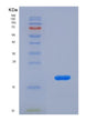 SDS-PAGE analysis of Human LTF (Lactotransferrin) - Recombinant Protein, showing >90% purity under 15% SDS-PAGE (Reduced)