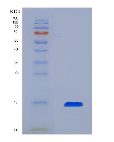 SDS-PAGE analysis of Mouse Il13 (Interleukin-13) - Recombinant Protein, showing >85% purity under 15% SDS-PAGE (Reduced)