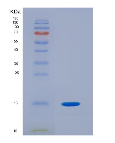 SDS-PAGE analysis of Mouse Il21 (Interleukin-21) - Recombinant Protein, showing >90% purity under 15% SDS-PAGE (Reduced)