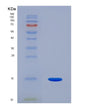 SDS-PAGE analysis of Human PGF (Placenta Growth Factor) - Recombinant Protein, showing >90% purity under 15% SDS-PAGE (Reduced)