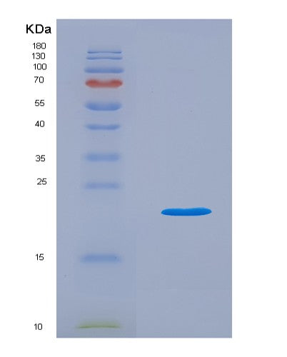 SDS-PAGE analysis of Mouse Il18 (Interleukin-18) - Recombinant Protein, showing >90% purity under 15% SDS-PAGE (Reduced)