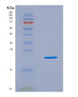 SDS-PAGE analysis of Mouse Il18 (Interleukin-18) - Recombinant Protein, showing >90% purity under 15% SDS-PAGE (Reduced)