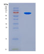 SDS-PAGE analysis of Human RSPO3 (R-Spondin-3) - Recombinant Protein, showing >90% purity under 15% SDS-PAGE (Reduced)