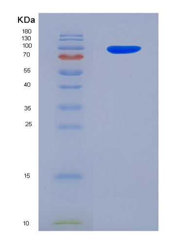 SDS-PAGE analysis of Human GFRA1 (Gdnf Family Receptor Alpha-1) - Recombinant Protein, showing >95% purity under 15% SDS-PAGE (Reduced)