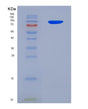 SDS-PAGE analysis of Human GFRA1 (Gdnf Family Receptor Alpha-1) - Recombinant Protein, showing >95% purity under 15% SDS-PAGE (Reduced)