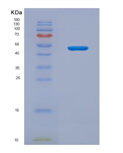 SDS-PAGE analysis of Mouse Lbp (Lipopolysaccharide-Binding Protein) - Recombinant Protein, showing >90% purity under 15% SDS-PAGE (Reduced)