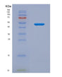 SDS-PAGE analysis of Mouse Lbp (Lipopolysaccharide-Binding Protein) - Recombinant Protein, showing >90% purity under 15% SDS-PAGE (Reduced)