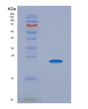 SDS-PAGE analysis of Mouse Apob (Apolipoprotein B-100) - Recombinant Protein, showing >90% purity under 15% SDS-PAGE (Reduced)