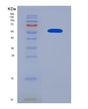 SDS-PAGE analysis of Human ICAM2 (Intercellular Adhesion Molecule 2) - Recombinant Protein, showing >95% purity under 15% SDS-PAGE (Reduced)