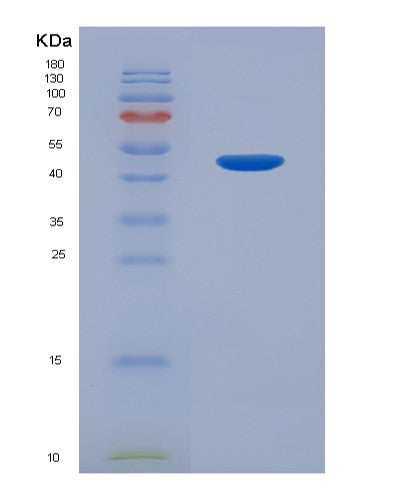 SDS-PAGE analysis of Mouse Tgfb1 (Transforming Growth Factor Beta-1 Proprotein) - Recombinant Protein, showing >90% purity under 15% SDS-PAGE (Reduced)