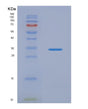 SDS-PAGE analysis of Human KLK2 (Kallikrein-2) - Recombinant Protein, showing >90% purity under 15% SDS-PAGE (Reduced)