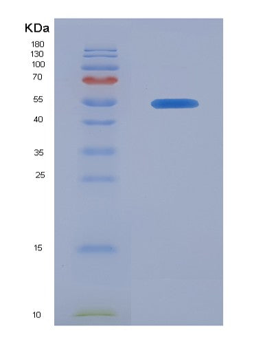 SDS-PAGE analysis of Human BMPR1A (Bone Morphogenetic Protein Receptor Type-1A) - Recombinant Protein, showing >90% purity under 15% SDS-PAGE (Reduced)