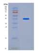 SDS-PAGE analysis of Human IL21R (Interleukin-21 Receptor) - Recombinant Protein, showing >90% purity under 15% SDS-PAGE (Reduced)