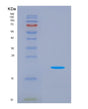 SDS-PAGE analysis of Human PLA2G2A (Phospholipase A2, Membrane Associated) - Recombinant Protein, showing >90% purity under 15% SDS-PAGE (Reduced)