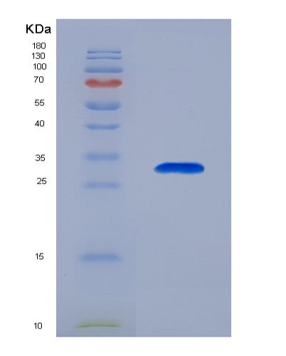 SDS-PAGE analysis of Mouse Pla2g2a (Phospholipase A2, Membrane Associated) - Recombinant Protein, showing >90% purity under 15% SDS-PAGE (Reduced)