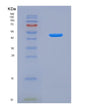 SDS-PAGE analysis of Human CASP9 (Caspase-9) - Recombinant Protein, showing >90% purity under 15% SDS-PAGE (Reduced)