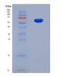 SDS-PAGE analysis of Mouse Wnt3a (Protein Wnt-3A) - Recombinant Protein, showing >90% purity under 15% SDS-PAGE (Reduced)