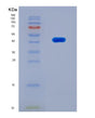 SDS-PAGE analysis of Human DSG3 (Desmoglein-3) - Recombinant Protein, showing >90% purity under 15% SDS-PAGE (Reduced)