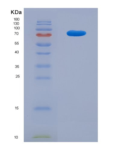 SDS-PAGE analysis of Mouse Tumor Necrosis Factor Ligand Superfamily, Member 13 (TNFSF13) - Recombinant Protein, showing >90% purity under 15% SDS-PAGE (Reduced)