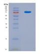 SDS-PAGE analysis of Mouse Tumor Necrosis Factor Ligand Superfamily, Member 13 (TNFSF13) - Recombinant Protein, showing >90% purity under 15% SDS-PAGE (Reduced)