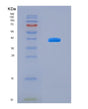 SDS-PAGE analysis of Human NRG1 (Pro-Neuregulin-1, Membrane-Bound Isoform) - Recombinant Protein, showing >90% purity under 15% SDS-PAGE (Reduced)
