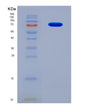 SDS-PAGE analysis of Mouse Hgf (Hepatocyte Growth Factor) - Recombinant Protein, showing >90% purity under 15% SDS-PAGE (Reduced)