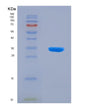 SDS-PAGE analysis of Human IGFBP5 (Insulin-Like Growth Factor-Binding Protein 5) - Recombinant Protein, showing >90% purity under 15% SDS-PAGE (Reduced)