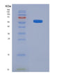 SDS-PAGE analysis of Human F10 (Coagulation Factor X) - Recombinant Protein, showing >90% purity under 15% SDS-PAGE (Reduced)