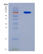 SDS-PAGE analysis of Human GRIN2B (Glutamate Receptor Ionotropic, Nmda 2B) - Recombinant Protein, showing >90% purity under 15% SDS-PAGE (Reduced)