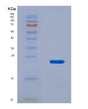 SDS-PAGE analysis of Human ITGA2B (Integrin Alpha-Iib) - Recombinant Protein, showing >90% purity under 15% SDS-PAGE (Reduced)