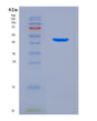 SDS-PAGE analysis of Mouse Il12b (Interleukin-12 Subunit Beta) - Recombinant Protein, showing >95% purity under 15% SDS-PAGE (Reduced)