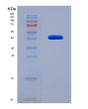 SDS-PAGE analysis of Human DUSP9 (Dual Specificity Protein Phosphatase 9) - Recombinant Protein, showing >90% purity under 15% SDS-PAGE (Reduced)