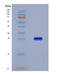 SDS-PAGE analysis of Human CDH2 (Cadherin-2) - Recombinant Protein, showing >90% purity under 15% SDS-PAGE (Reduced)