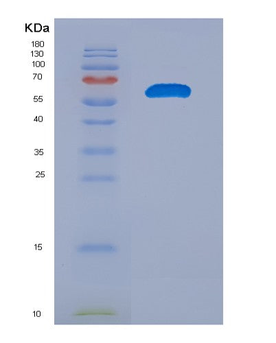 SDS-PAGE analysis of Mouse Prf1 (Perforin-1) - Recombinant Protein, showing >90% purity under 15% SDS-PAGE (Reduced)