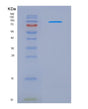 SDS-PAGE analysis of Mouse Nrp1 (Neuropilin-1) - Recombinant Protein, showing >90% purity under 15% SDS-PAGE (Reduced)