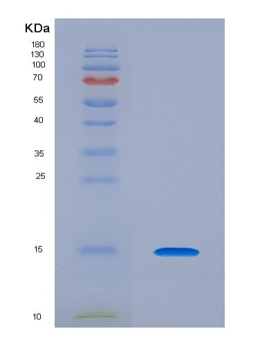 SDS-PAGE analysis of Human NTF4 (Neurotrophin-4) - Recombinant Protein, showing >90% purity under 15% SDS-PAGE (Reduced)