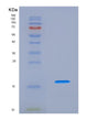SDS-PAGE analysis of Mouse Il5 (Interleukin-5) - Recombinant Protein, showing >90% purity under 15% SDS-PAGE (Reduced)