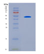 SDS-PAGE analysis of Human SERPINA12 (Serpin A12) - Recombinant Protein, showing >85% purity under 15% SDS-PAGE (Reduced)