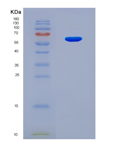 SDS-PAGE analysis of Mouse Thpo (Thrombopoietin) - Recombinant Protein, showing >90% purity under 15% SDS-PAGE (Reduced)
