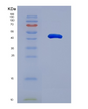 SDS-PAGE analysis of Mouse Muc1 (Mucin-1) - Recombinant Protein, showing >85% purity under 15% SDS-PAGE (Reduced)