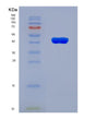 SDS-PAGE analysis of Human TGIF1 (Homeobox Protein Tgif1) - Recombinant Protein, showing >90% purity under 15% SDS-PAGE (Reduced)