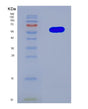 SDS-PAGE analysis of Human PRSS56 (Serine Protease 56) - Recombinant Protein, showing >90% purity under 15% SDS-PAGE (Reduced)