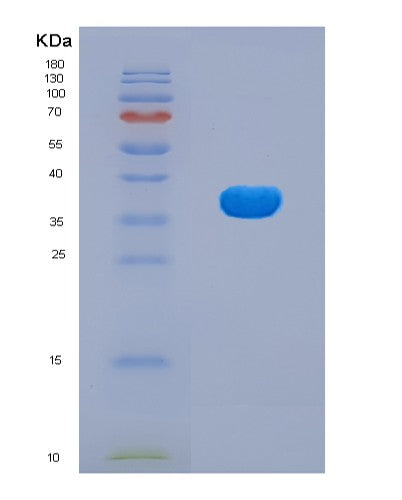 SDS-PAGE analysis of Human EGLN1 (Egl Nine Homolog 1) - Recombinant Protein, showing >90% purity under 15% SDS-PAGE (Reduced)