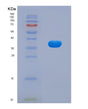 SDS-PAGE analysis of Human EGLN1 (Egl Nine Homolog 1) - Recombinant Protein, showing >90% purity under 15% SDS-PAGE (Reduced)