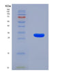 SDS-PAGE analysis of Human PLEC (Plectin) - Recombinant Protein, showing >90% purity under 15% SDS-PAGE (Reduced)